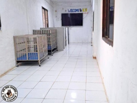 รับฝึกสอนสุนัขและรับเลี้ยงทุกสายพันธุ์กรุงเทพ